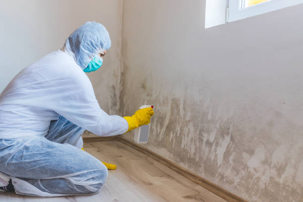 Mold Remediation specialist working in Mount Prospect